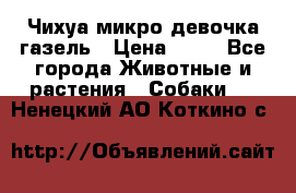 Чихуа микро девочка газель › Цена ­ 65 - Все города Животные и растения » Собаки   . Ненецкий АО,Коткино с.